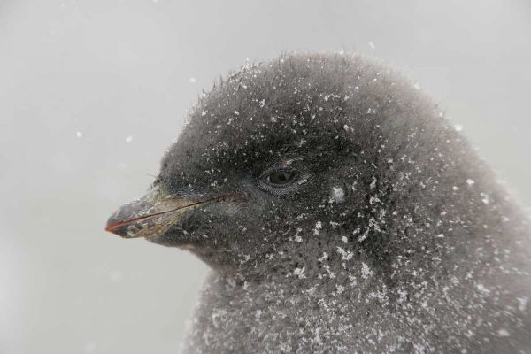 Antarctica Adelie penguin chick in snowstorm
